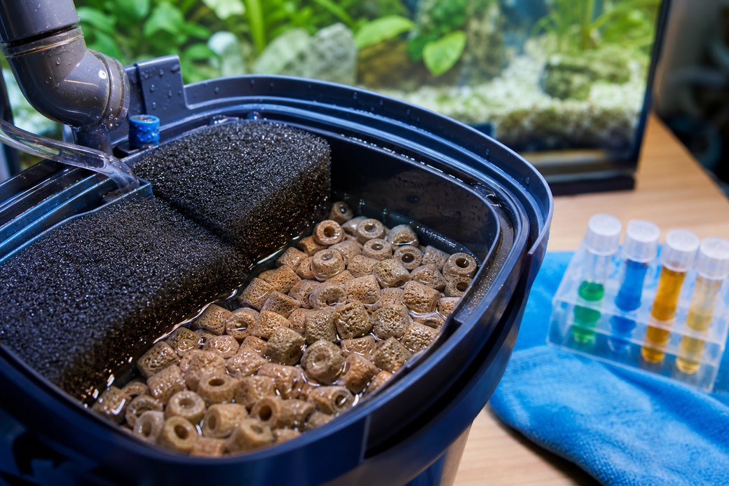The Nitrogen Cycle and the Nitrite Spike: How to Cycle a New Aquarium